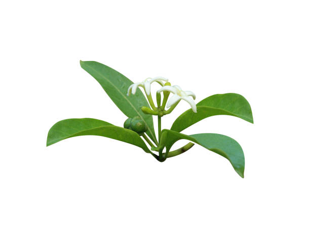 istock Morinda mulberry or great morinda fruit with flower 2196715073
