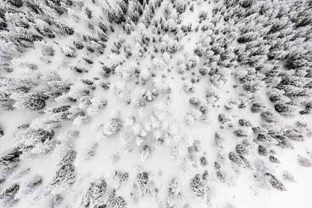 istock The frozen forest after snowstorm 2196715664