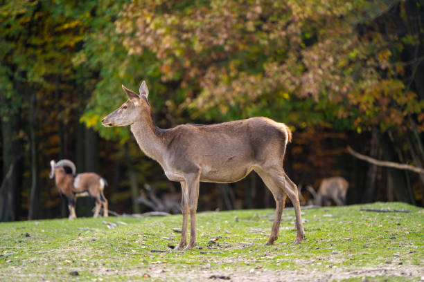 istock A beautiful young deer walks in the autumn forest on a sunny day. 2196717109