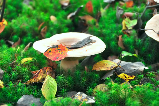forest mushroom among moss and leaves.