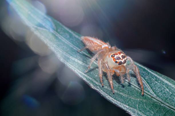 istock The unique spider with an elegant pattern on its head, resembling a tribe from the depths of the Amazon rainforest, rests on a leaf as sunlight filters through the forest., spider on a leaf 2196721395