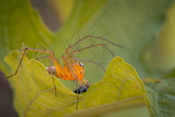 Beautiful nature on macro lens