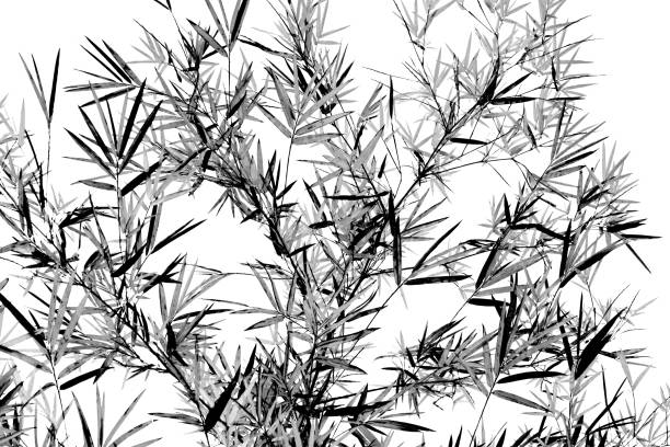 Black and white photo of silhouetted dried plants against the sky.