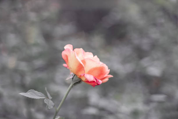 pink rose in close-up on dark background. blurred backdrop, soft lighting. macro photos of flowers. wedding greeting backdrop. picture for gift card. symbol of love. poster background. space for text