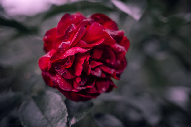 red rose in close-up on dark background. blurred backdrop, soft lighting. macro photos of flowers. wedding greeting backdrop. picture for gift card. symbol of love. poster background. space for text