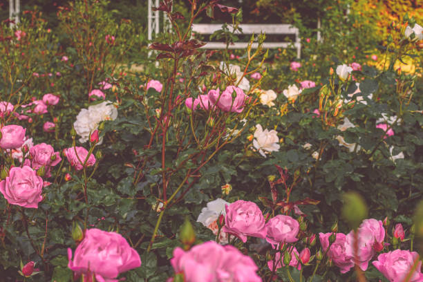 Rose garden in full bloom