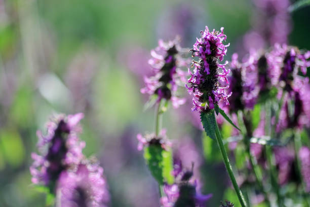 Blooming purple medical plant Betony ( Stachys Officinalis) on the green background, closeup
