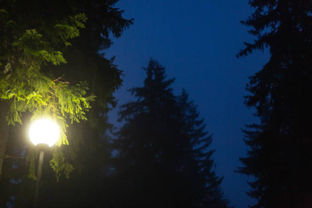 istock Close-up of a sidewalk lantern in a pine forest 2196729264