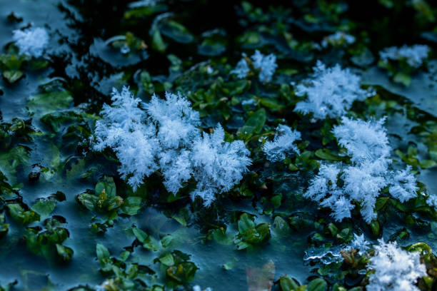 Frost flowers in winter
