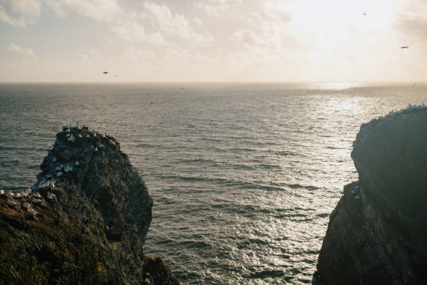 istock Seabirds Nesting on Cliffs at Sunset Overlooking the North Sea 2196731685