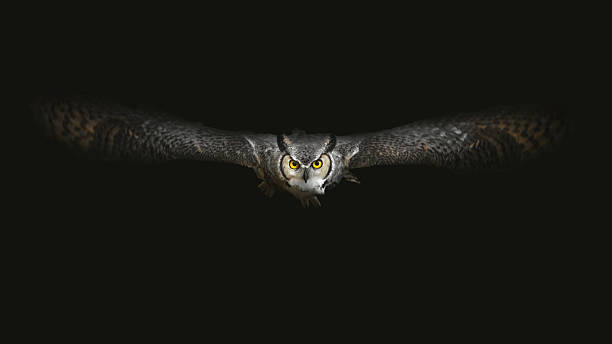 istock A Flying Great Horned Owl (Bubo Virginianus) 2196731688