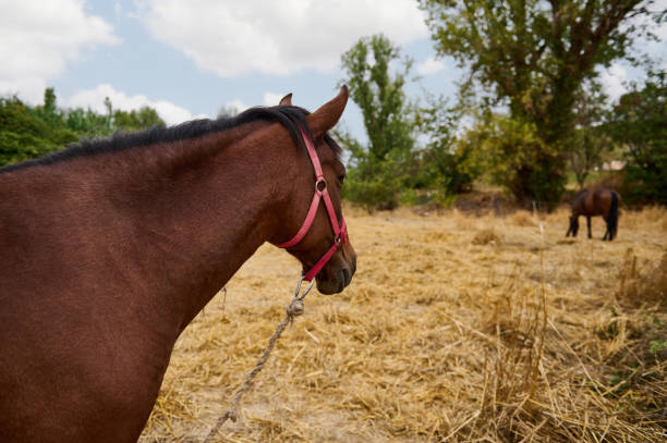 A brown horse stands gracefully in a sunlit field, observing the surroundings, while another horse grazes peacefully in the background. The pastoral scene captures the serene essence of rural life.
