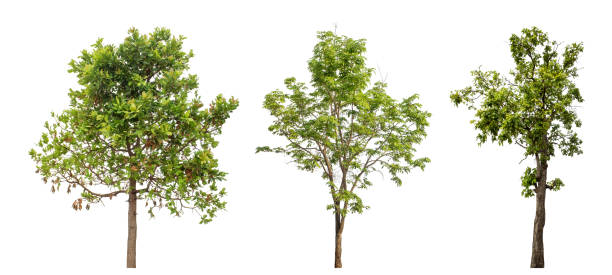 istock Collection high qaulity green tree has been cut from the original background 2196734606