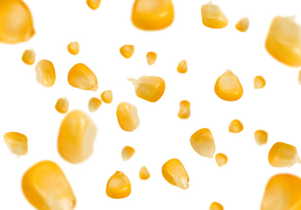 istock Falling grains of sweet corn isolated on a white background. Levitation 2196736958