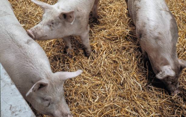 istock Pig breeding. Pig stable at farm.  Piglets on straw 2196740970