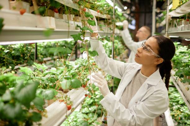 istock Scientist Caring for Plants in Indoor Vertical Farm 2196741217