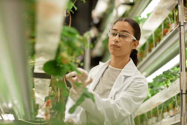 istock Scientist Observing Plant Growth in Hydroponic Lab 2196741237