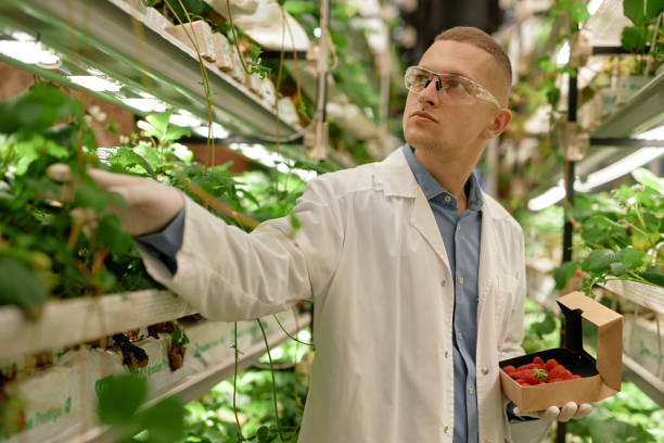 istock Inspecting Strawberries in Indoor Hydroponic Farm 2196741259