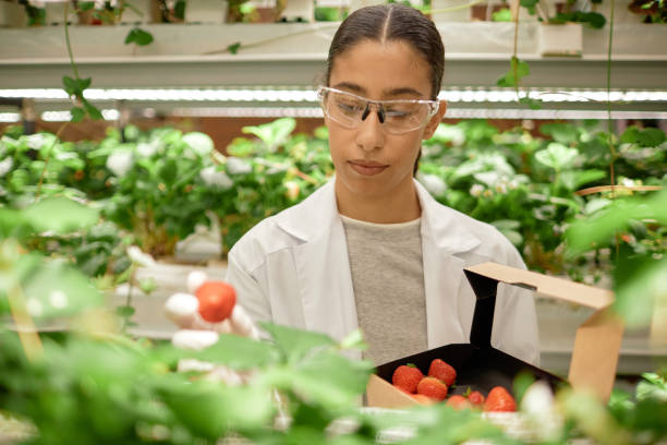 istock Examining Fresh Strawberries in Indoor Garden Setting 2196741270