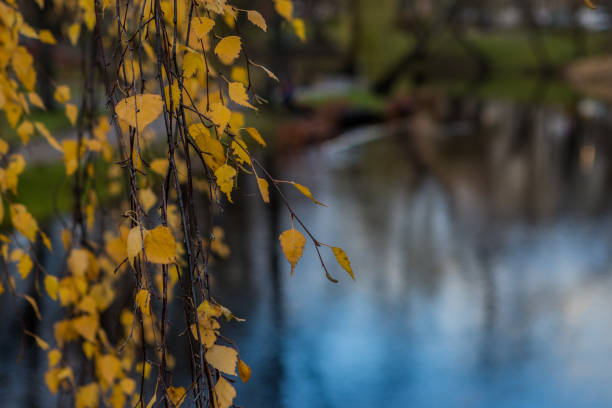A delicate composition featuring golden birch leaves hanging over a tranquil body of water. The blurred background enhances the depth and creates a soft, dreamy atmosphere, highlighting the vibrant autumn colors against the cool tones of the water.