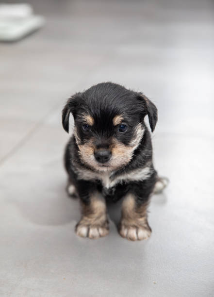 Senior Black tiny dog wearing red plaid shirt against red studio background