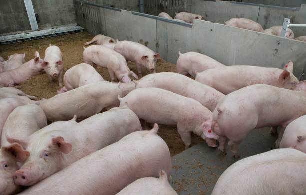 istock Pig breeding. Pig stable at farm.  Pigs walking on sawdust 2196741987