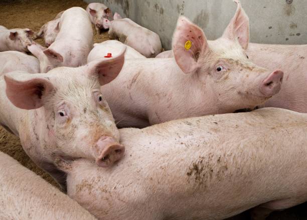 istock Pig breeding. Pig stable at farm.  Pigs walking on sawdust 2196742008