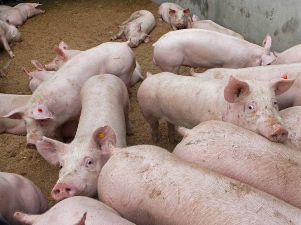 istock Pig breeding. Pig stable at farm.  Pigs walking on sawdust 2196742033