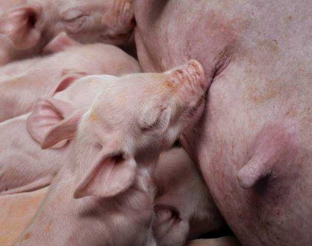istock Pig breeding. Pig stable at farm.  Lactating Piglets, suckle milk from the mother's utter. 2196742272