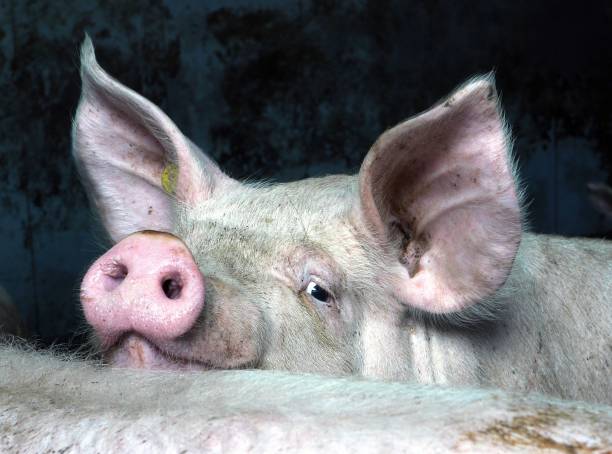 istock Pig breeding. Pig stable at farm. Piglets. 2196743391
