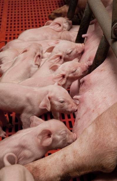 istock Lactating piglets. Pig breeding. Pig stable at farm. Utter. 2196743604