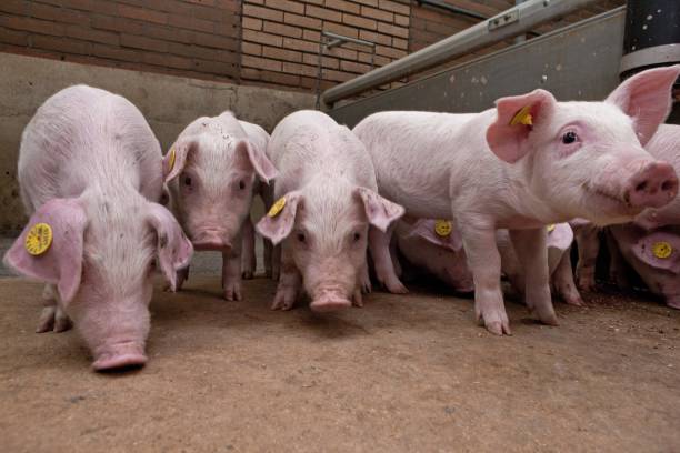 Pig breeding. Pig stable at farm. Piglets.