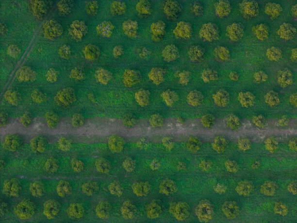 istock Path road in green garden with trees 2196743834
