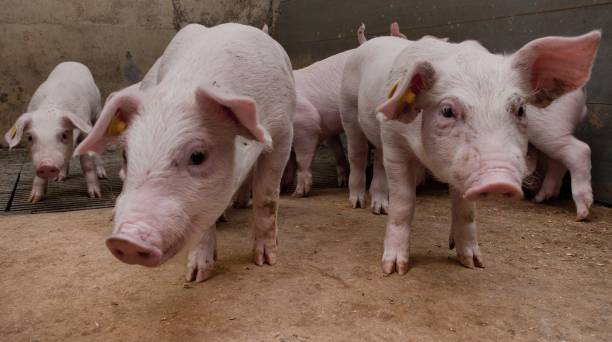 istock Pig breeding. Pig stable at farm. Piglets. 2196743941
