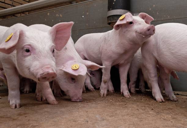 istock Pig breeding. Pig stable at farm. Piglets. 2196743950