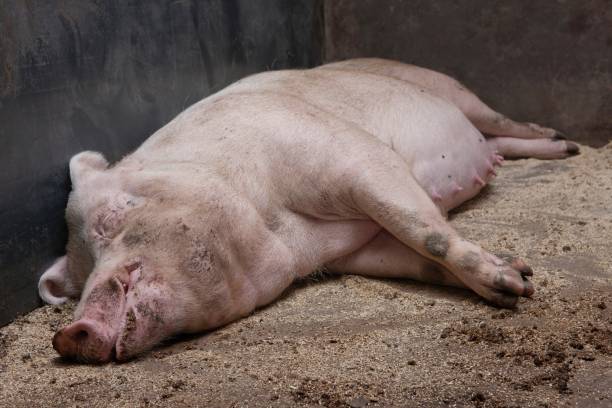 istock Pig breeding. Pig stable at farm. Piglets. Laying down. 2196744179