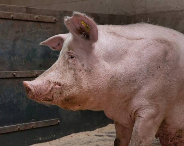 istock Pig breeding. Pig stable at farm. Piglets. Laying down. 2196744257