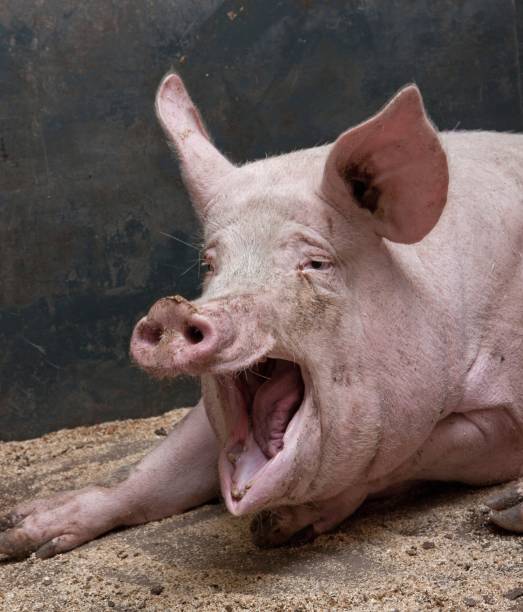 Pigs laying or sitting down. Relaxed pigs. Pig breeding. Pig stable at farm. Extensive pig breeding. Piglets.