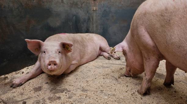 istock Pig breeding. Pig stable at farm. Piglets. Laying down. 2196744363