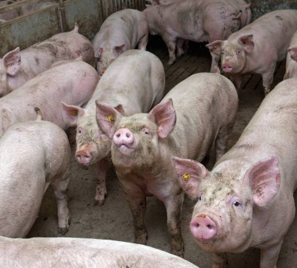 istock Pig breeding. Pig stable at farm. Piglets. 2196744658