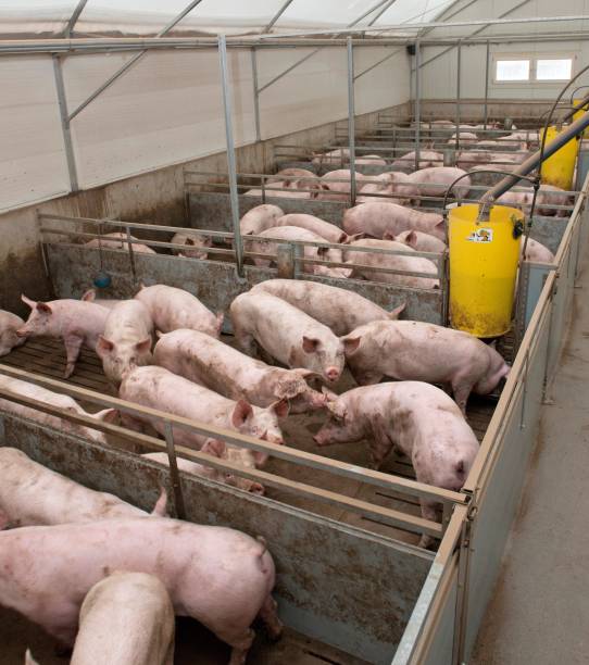 istock Pig breeding. Pig stable at farm. Piglets. 2196744982