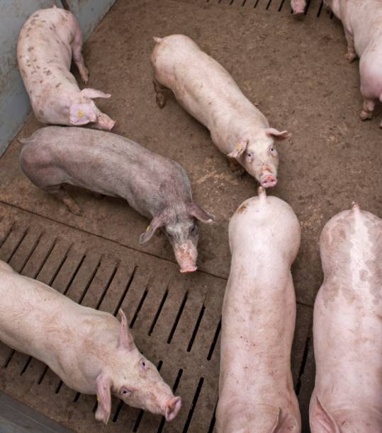 Fat pigs in a sty on a farm. Pigs locked in pig houses have no freedom and are waiting to be slaughtered. This pig who did not want to be killed climbed up the cement wall and wanted to escape from the shackles.