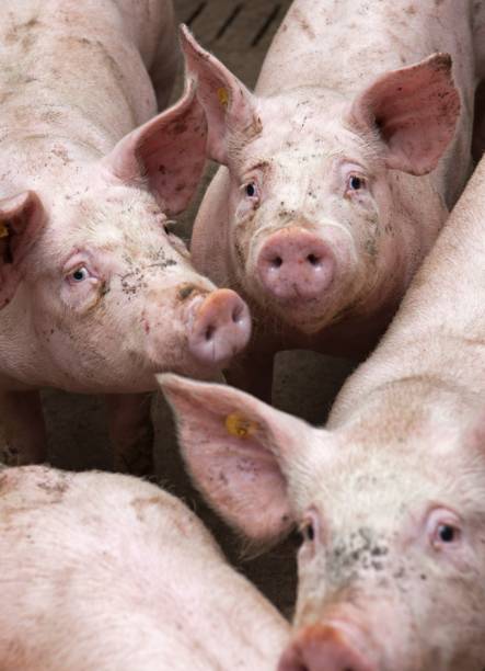 istock Pig breeding. Pig stable at farm. Piglets. 2196745364