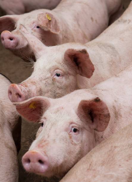 istock Pig breeding. Pig stable at farm. Piglets. 2196745403