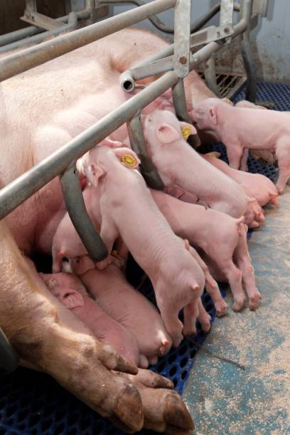 istock Lactating piglets. Pig breeding. Pig stable at farm. 2196745502