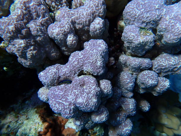 istock Mountain cupcoral or hump coral (Porites rus) undersea 2196745705