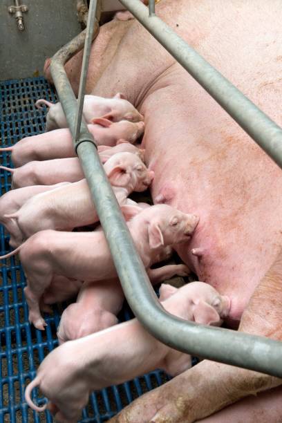 istock Lactating piglets. Pig breeding. Pig stable at farm. 2196745719