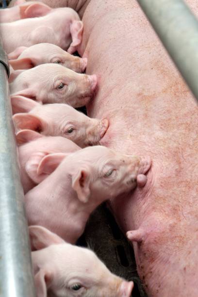 istock Lactating piglets. Pig breeding. Pig stable at farm. 2196745732
