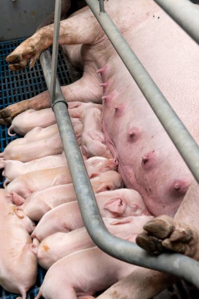 istock Lactating piglets. Pig breeding. Pig stable at farm. Utter. 2196745953