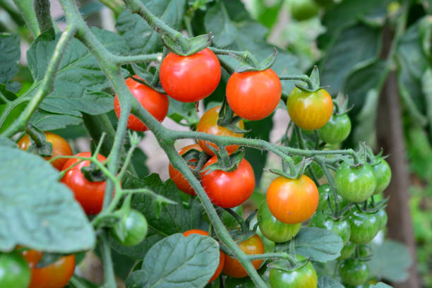 istock Ripe Cherry Tomatoes are on the branch close up 2196746006